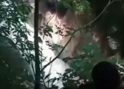 Sepekan Menghilang Mayat Kades Liang Pematang Ditemukan.