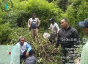 Kodim 0205 TK Temukan Pohon Ganja di Hutan Sibuaten Merek