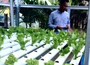 Ketahanan Pangan Sistem Hidroponik di Desa S-5 Hasilkan Sayur Segar