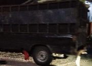Berondolan Sawit Milik PTPN Di Gang Kapas Diangkut Pakai Pick Up Tengah Malam, Bapam Tak Bertindak.