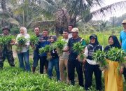 Karang Taruna Teratai Panen Raya Hasil Pertanian, LPM Beri Dukungan Penuh.